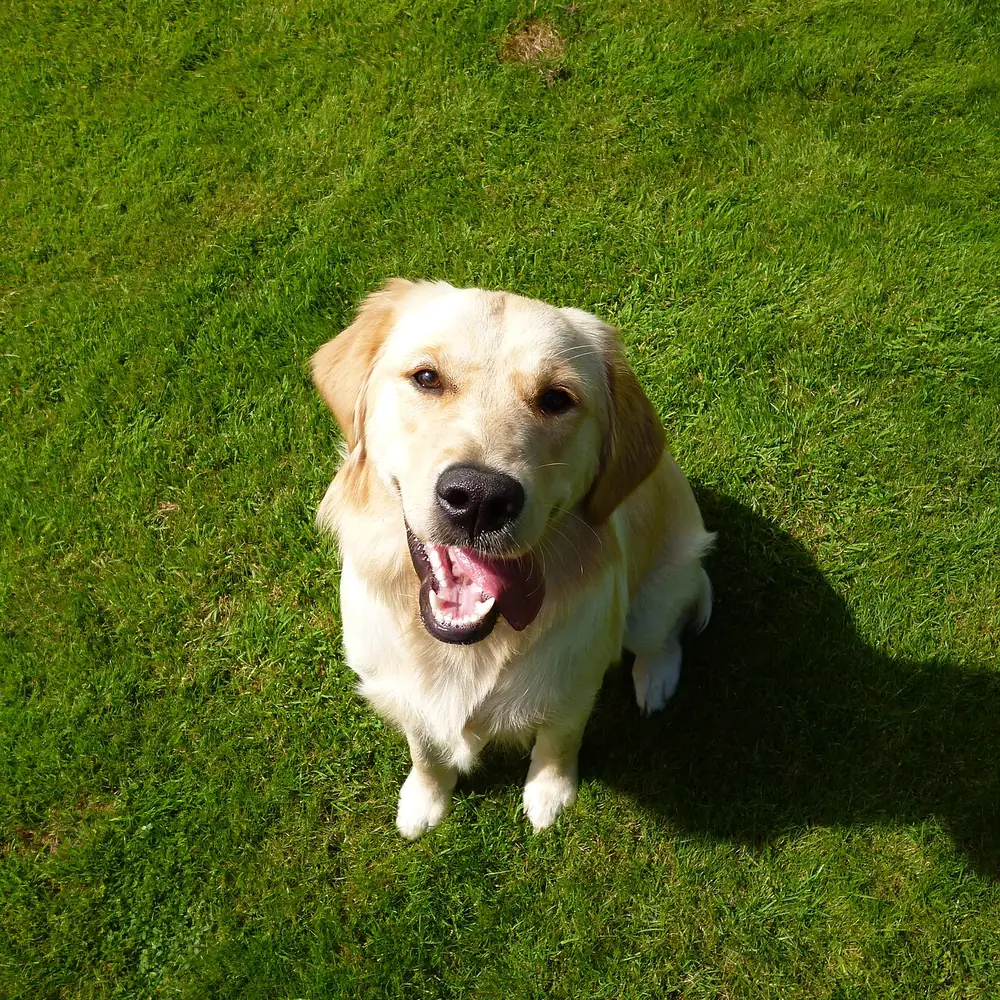 Un jeune golden retriever assis dans l'herbe, attentif